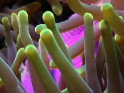 Sea Anemone, amazing colours hey?
c5060 Tetra housing. by Joshua Miles 